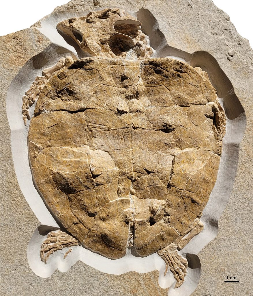 tortue-fossile
