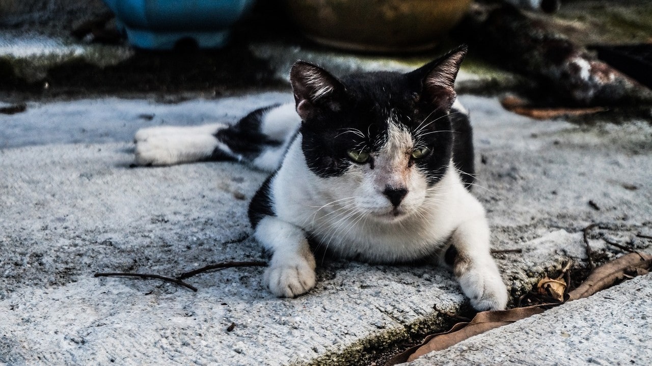 morsure de chat main qui gonflé