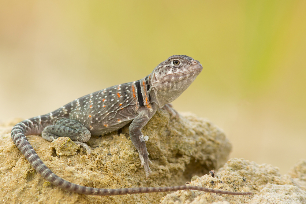 lézard