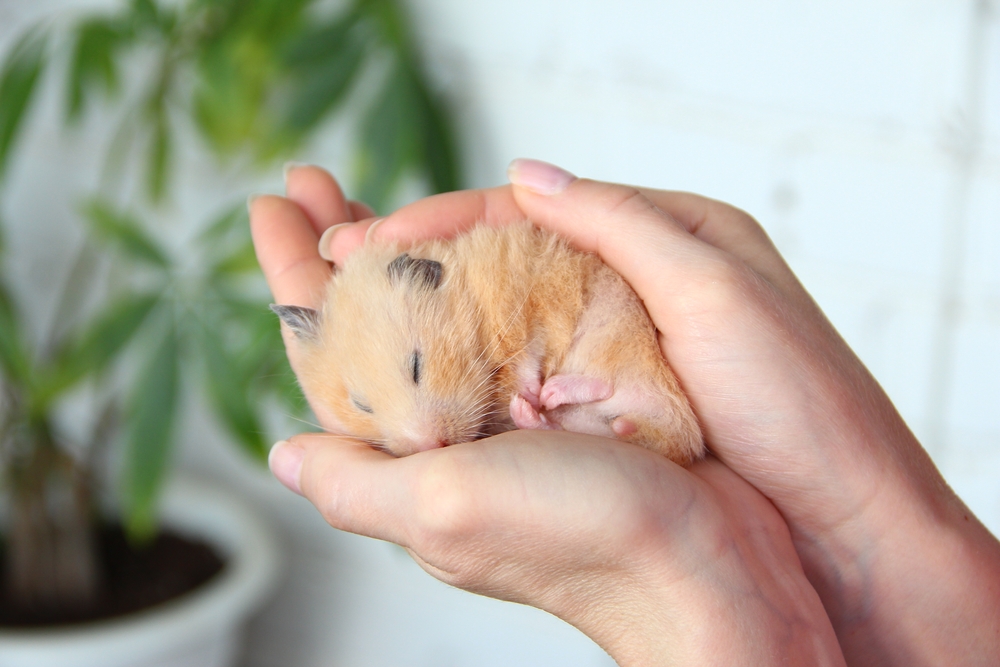 hamster