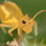 Dicyrtomina