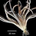 etrange-creature-marine