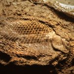 fossile poisson