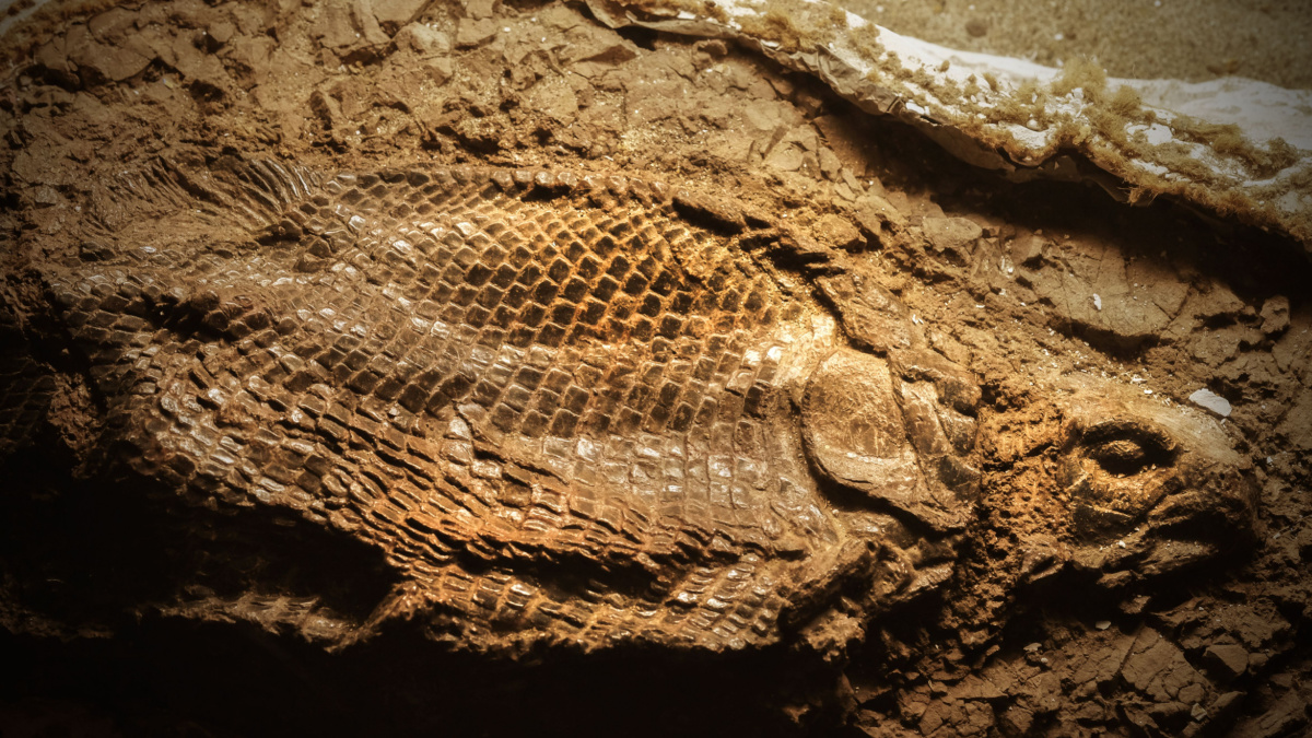 fossile poisson