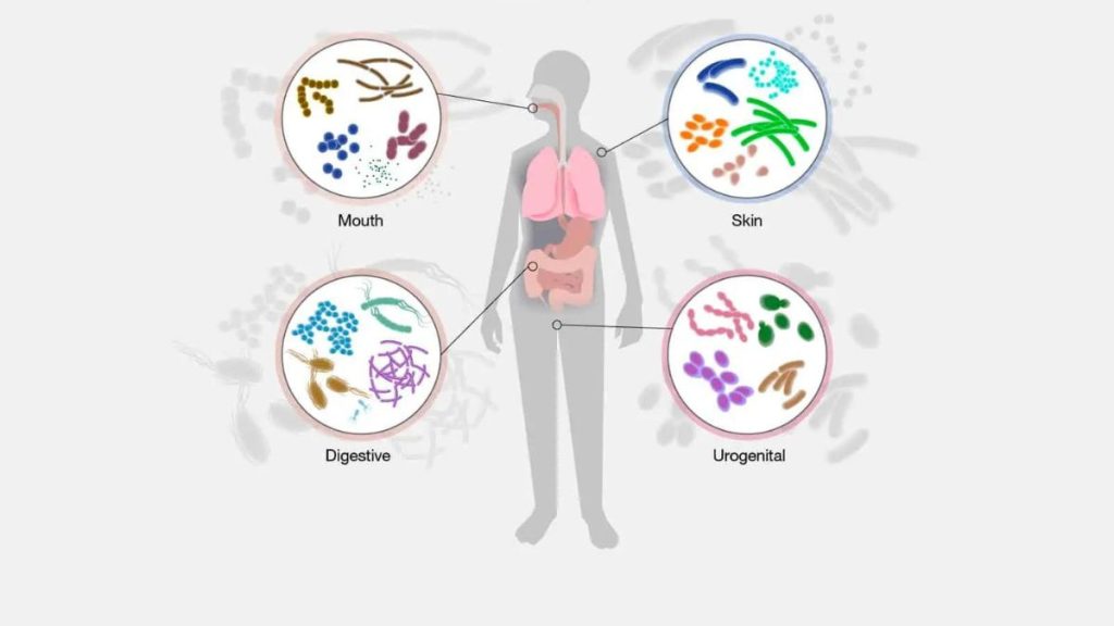 microbiote intestinal