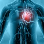 microplastiques-tissus-cardiaques