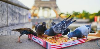 pigeons-paris