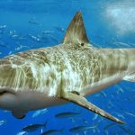 requin blanc