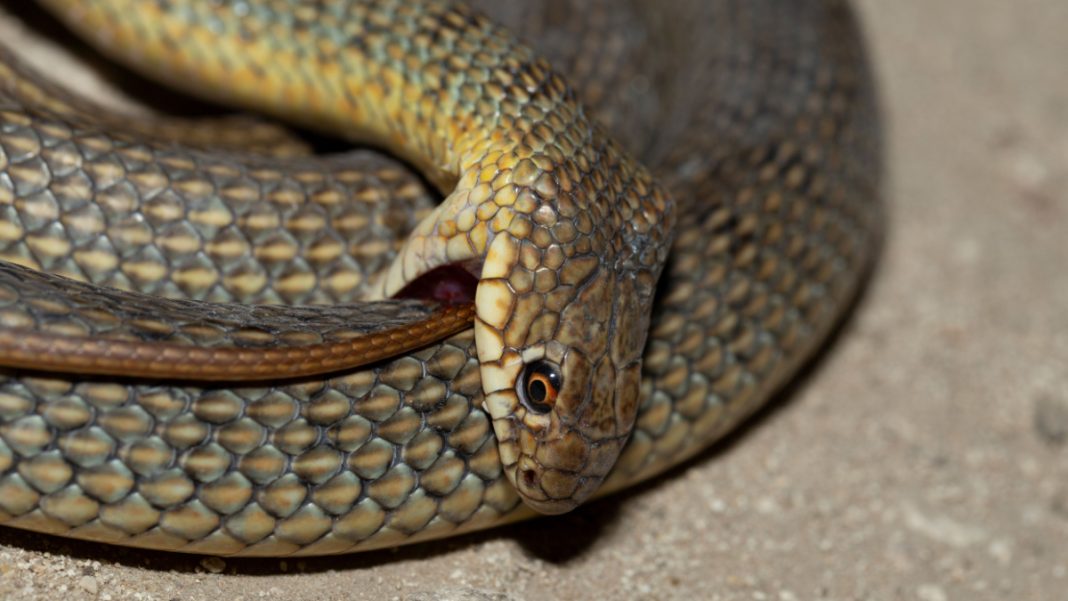 les-serpents-sont-capables-de-d-vorer-leur-propre-queue