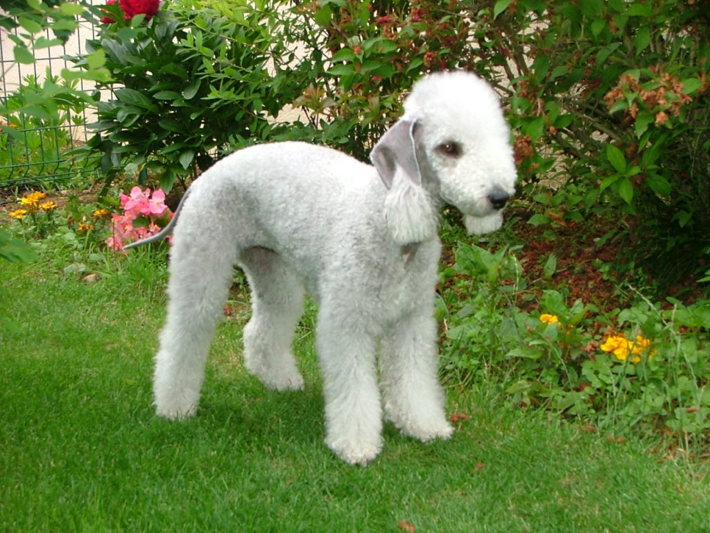 Bedlington-terrier