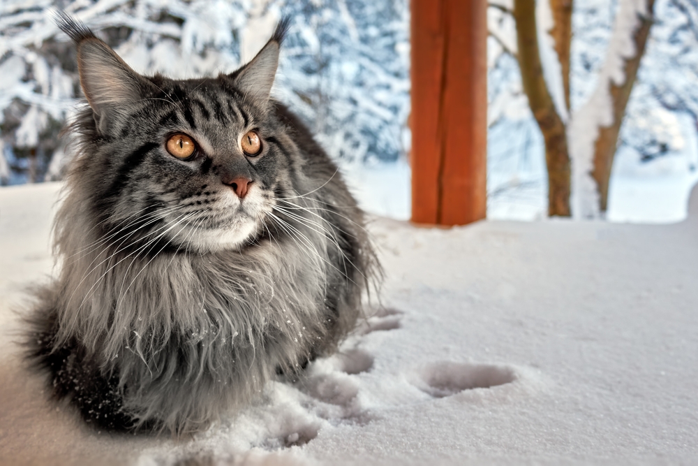 maine coon