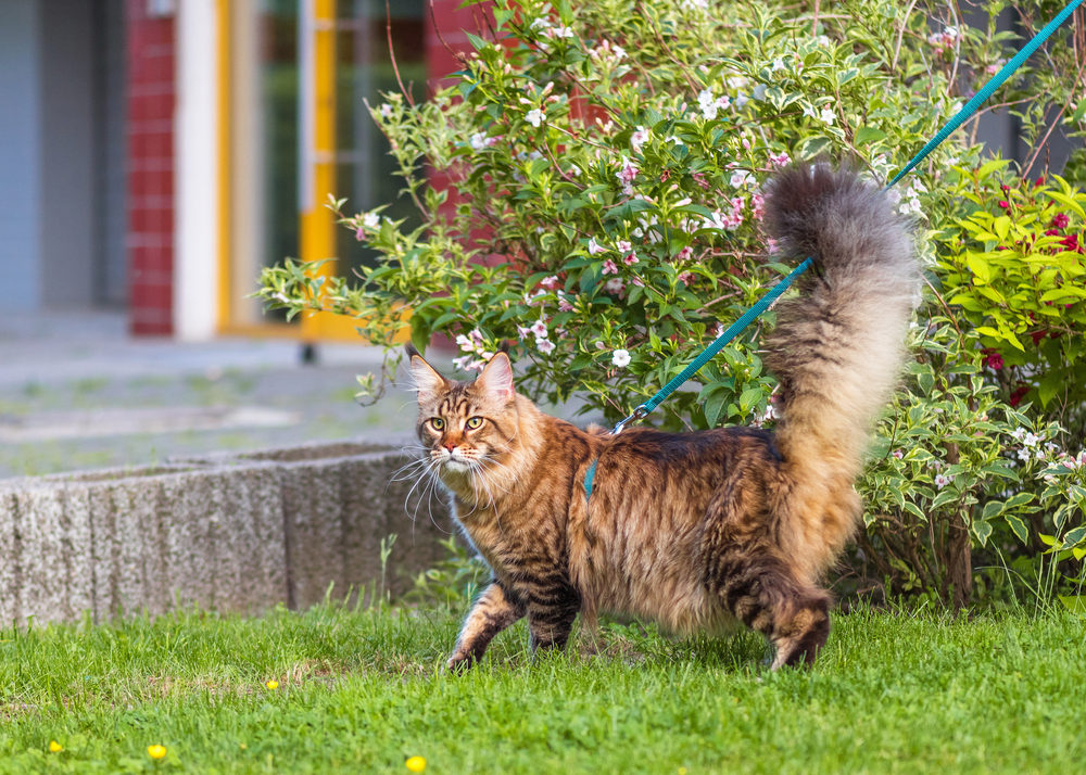 maine coon