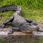 alligator