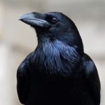corbeau