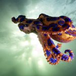 creature-venimeuse-ocean