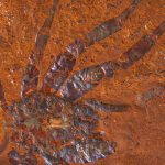fossile-araignee