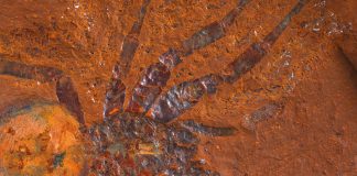 fossile-araignee