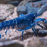 homard-bleu
