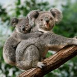 koala