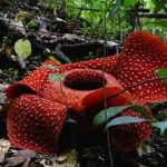 rafflesia