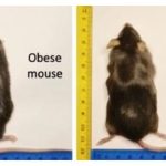 souris-obese