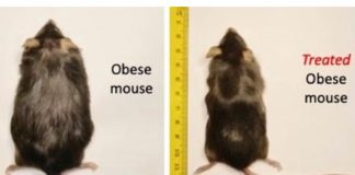 souris-obese