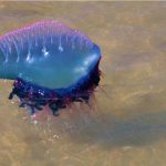 physalie