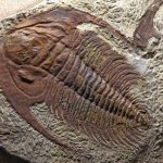 trilobite