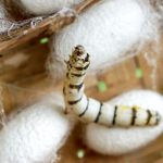 vers-soie-resistante