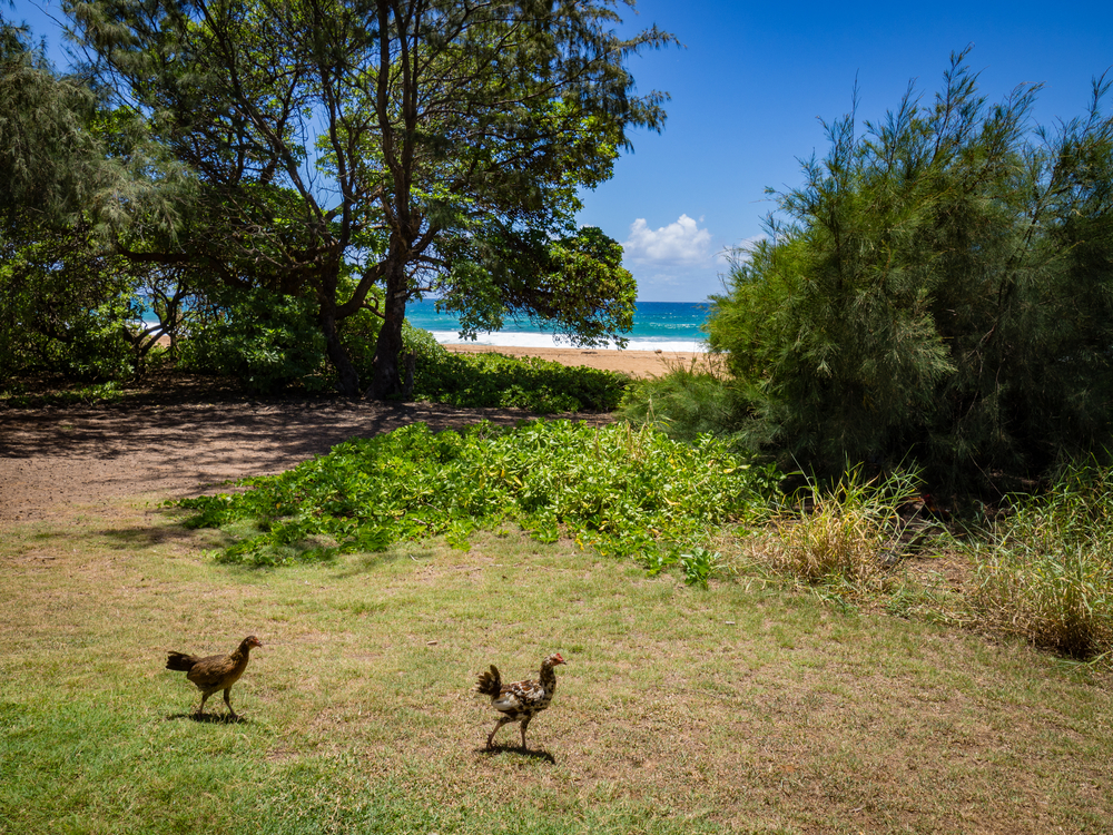 poulets hawai