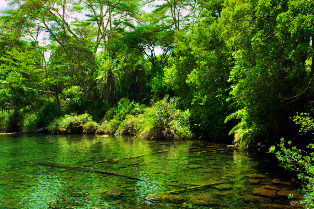 Forêt de Tsavo