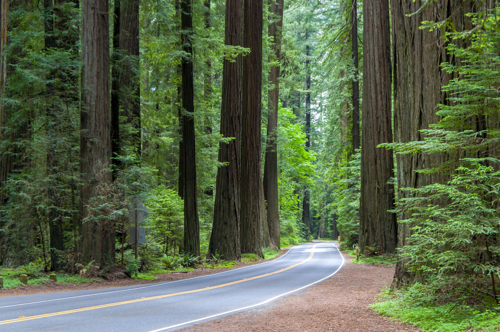 forêt de Redwood