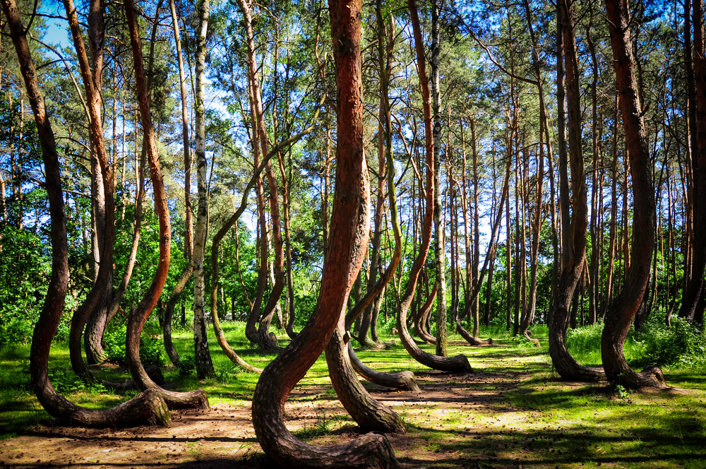 Crooked Forest