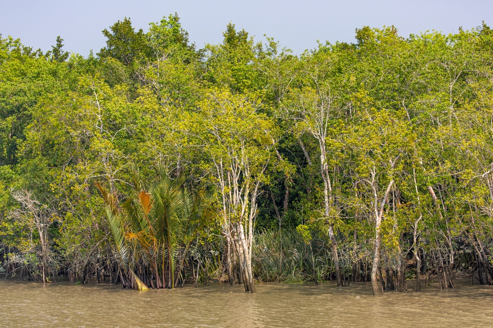 Forêt de la région des Sundarbans