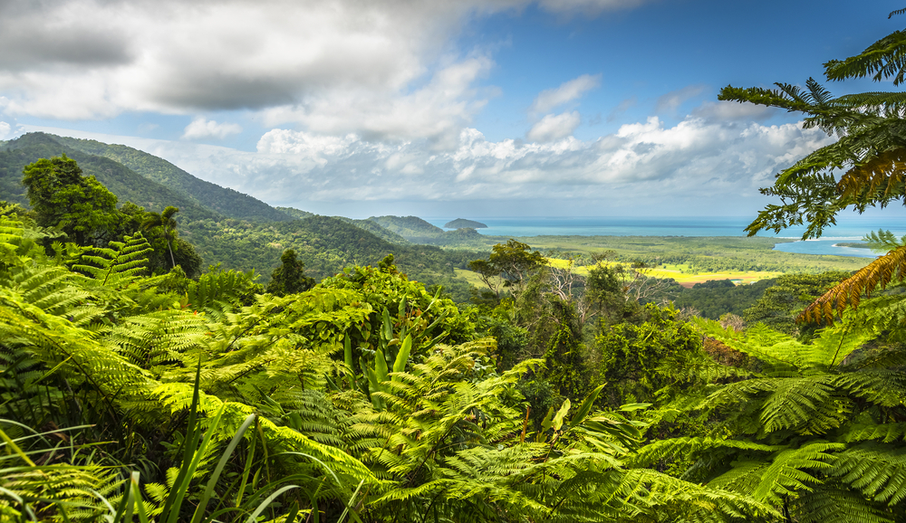 Forêt de Daintree