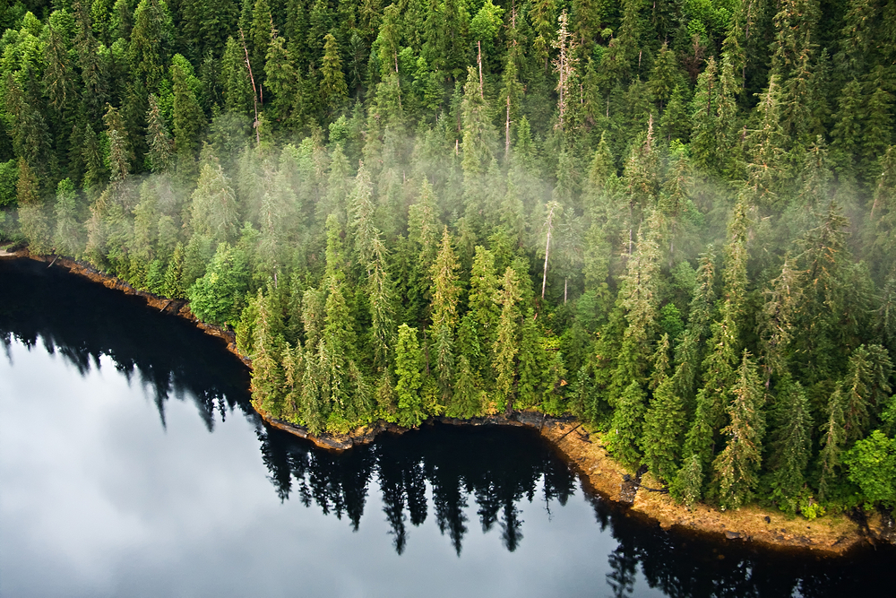 Forêt de Tongass