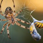 araignée toile