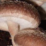 champignons shiitakés