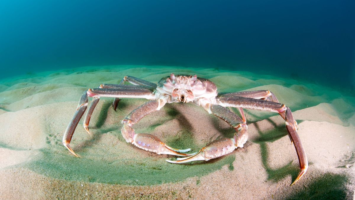 crabe-alaska