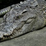 crocodile