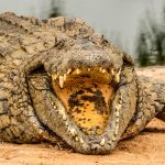 crocodile