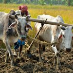 domestication-animaux