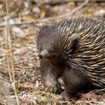 echidnes