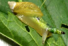 escargot-parasite