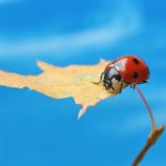 coccinelle
