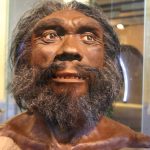 homo heidelbergensis