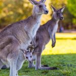 kangourous