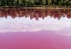 Dans une zone humide australienne, les eaux sont devenues roses lac rose