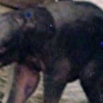 Motty éléphant hybride