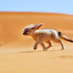 fennec